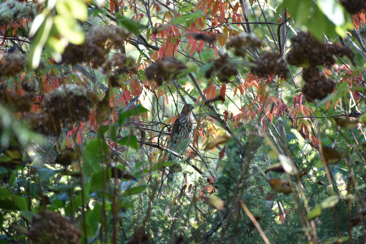 Sharp-shinned/Cooper's Hawk - ML643045928
