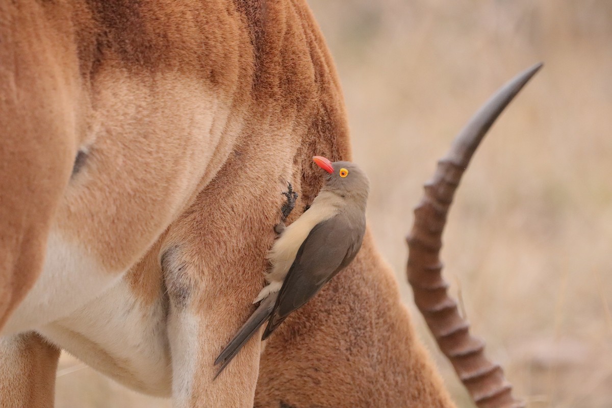 Red-billed Oxpecker - ML643045966