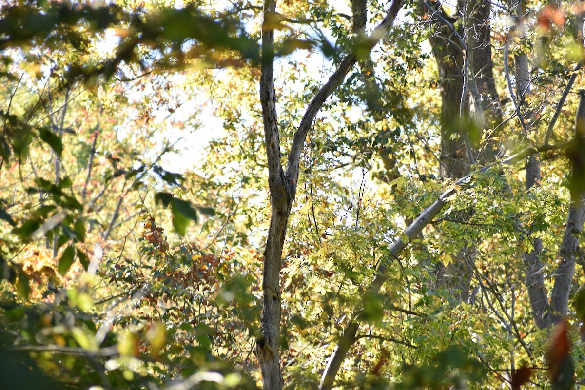 Red-bellied Woodpecker - ML643045979