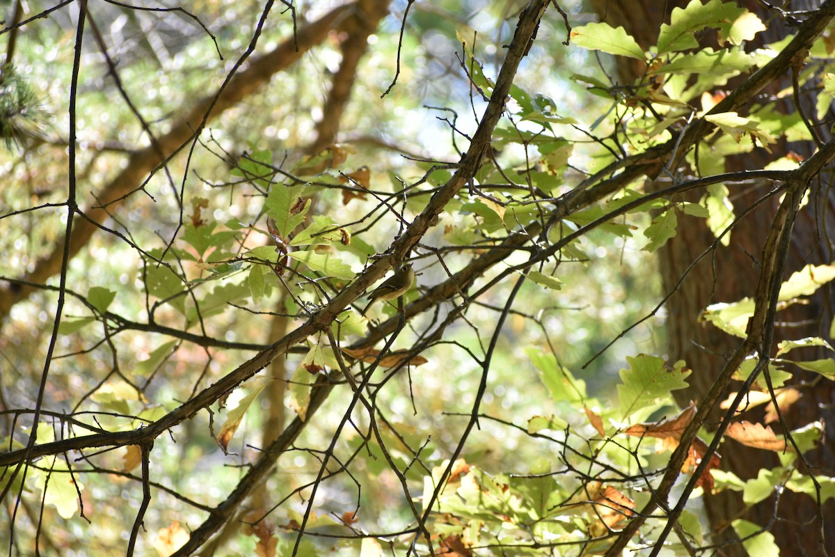 Ruby-crowned Kinglet - ML643045990