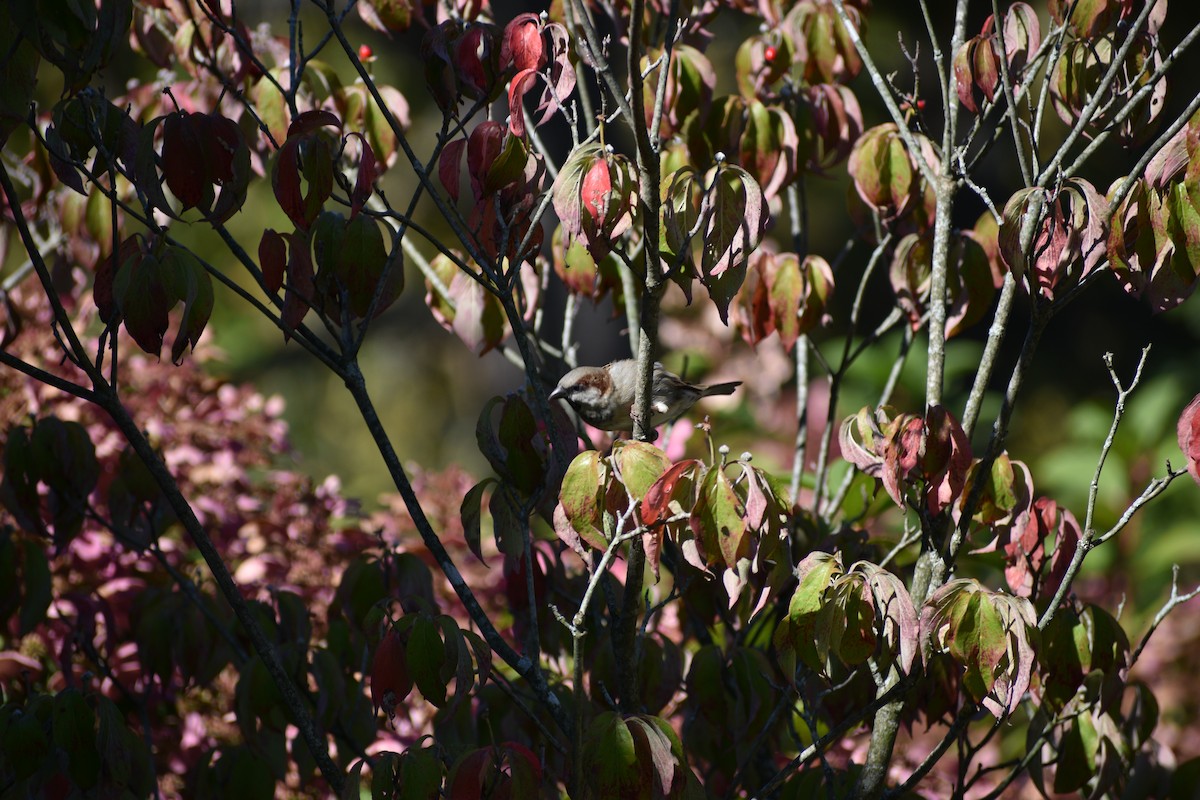 House Sparrow - ML643046007