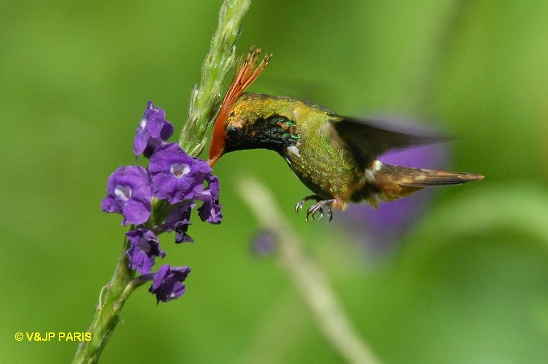 Rufous-crested Coquette - ML643046014