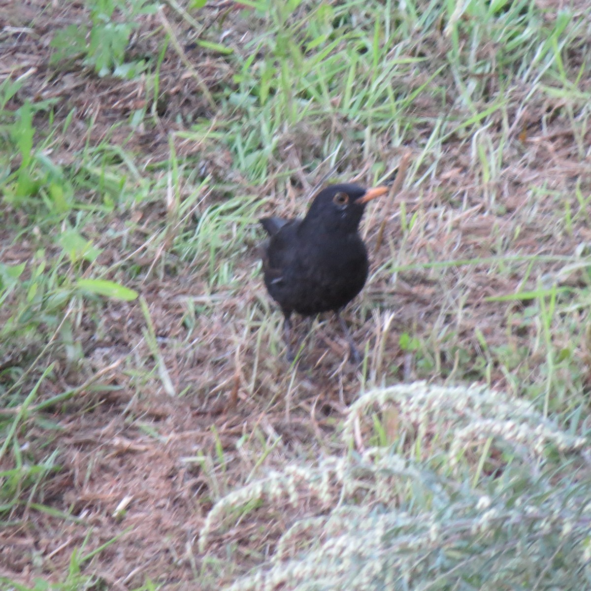 Eurasian Blackbird - ML643046018