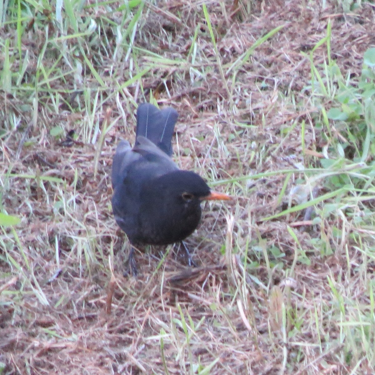 Eurasian Blackbird - ML643046019