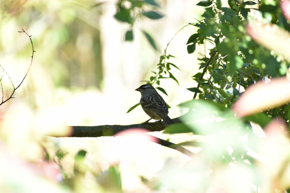White-crowned Sparrow - ML643046032