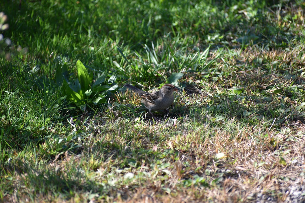 White-crowned Sparrow - ML643046035