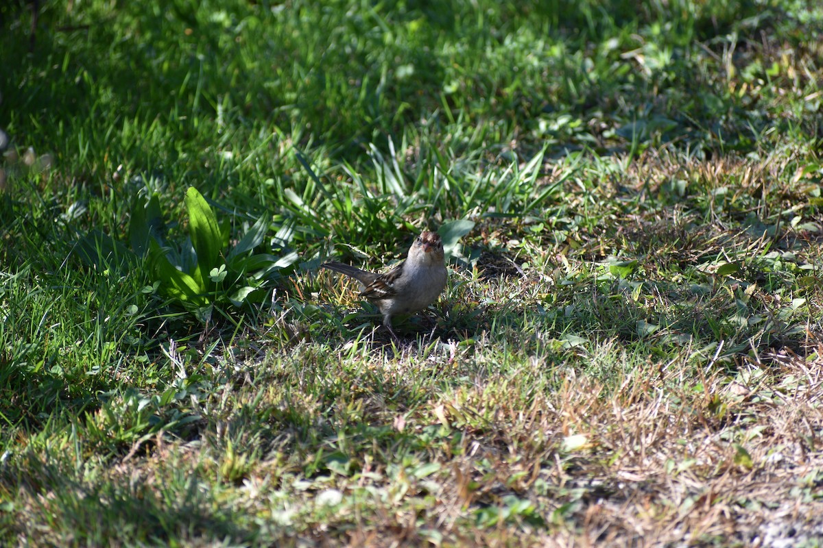 White-crowned Sparrow - ML643046037