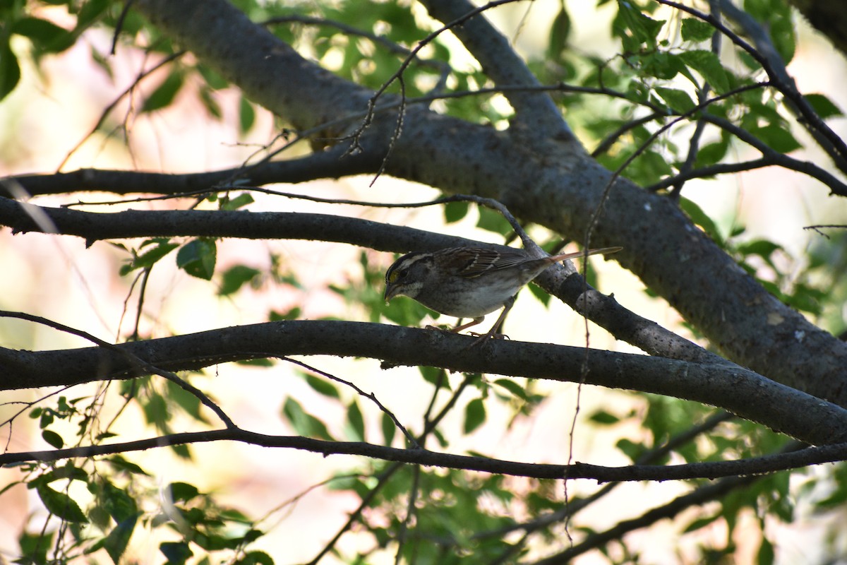 White-throated Sparrow - ML643046045
