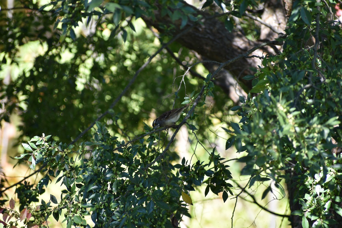 White-throated Sparrow - ML643046047