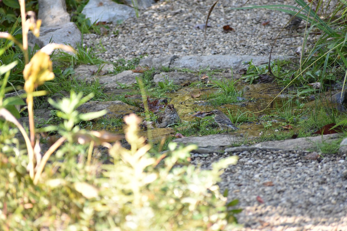 Yellow-rumped Warbler - ML643046052