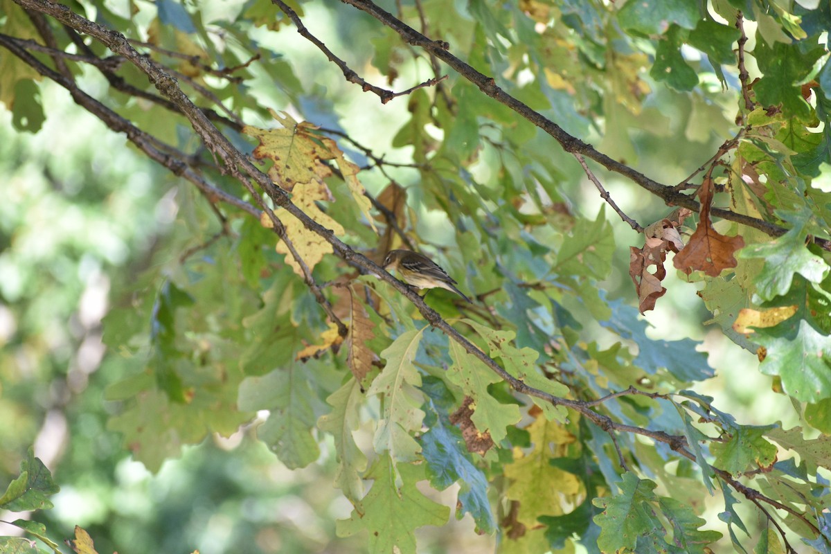 Yellow-rumped Warbler - ML643046055