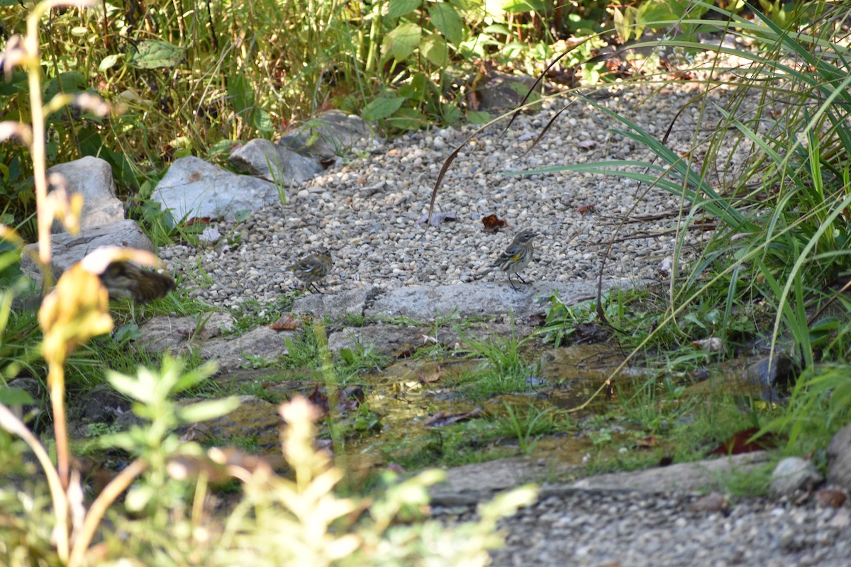Yellow-rumped Warbler - ML643046056