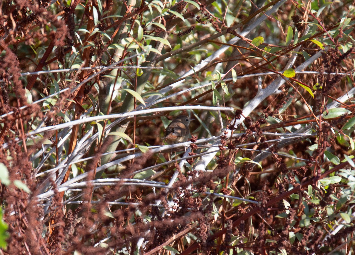 Rossignol philomèle - ML643046074