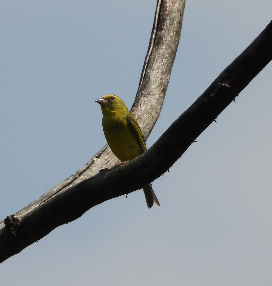 Western Citril - ML643046081