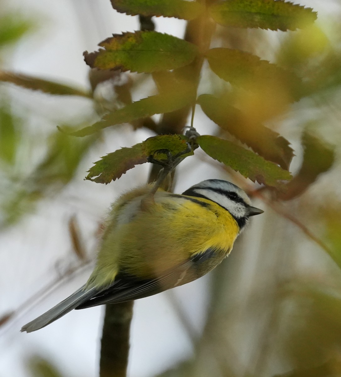 Mésange bleue - ML643046111