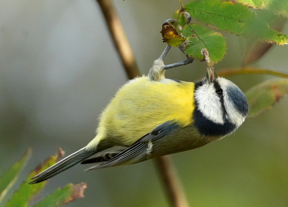 Mésange bleue - ML643046112