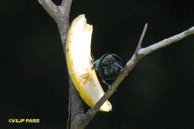 Blue-necked Tanager - ML643046120