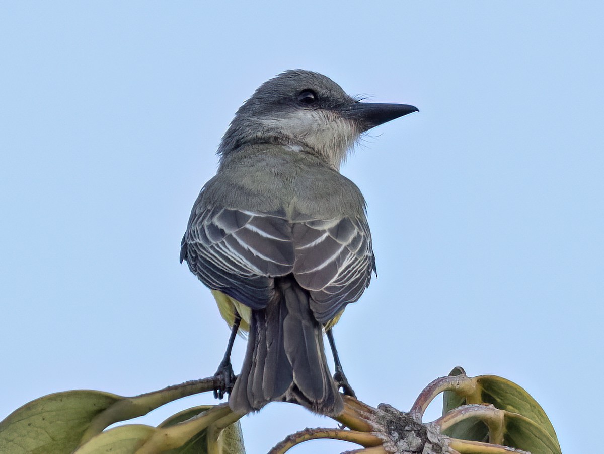 Tropical Kingbird - ML643046121