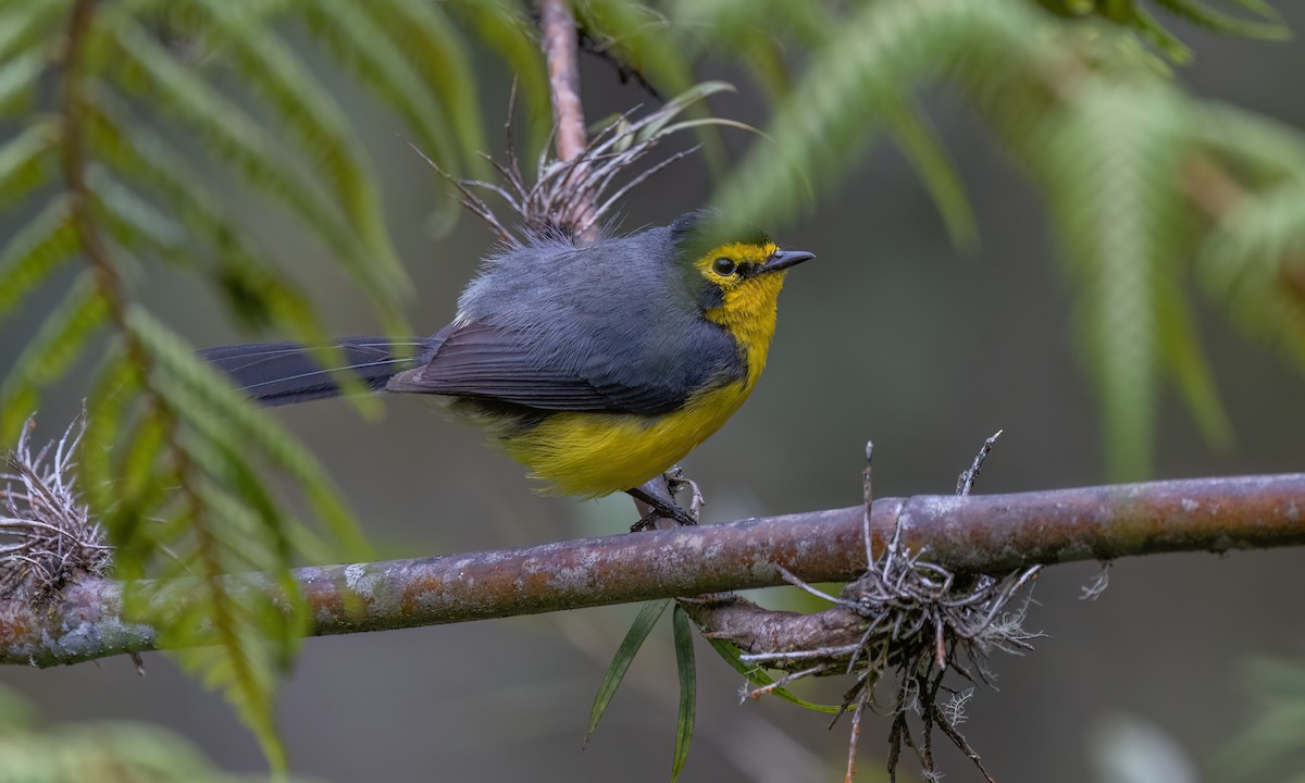 Spectacled Redstart - ML643046129