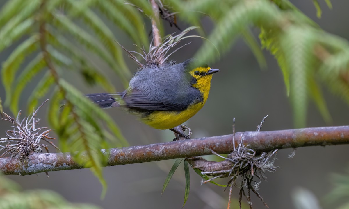 Spectacled Redstart - ML643046130