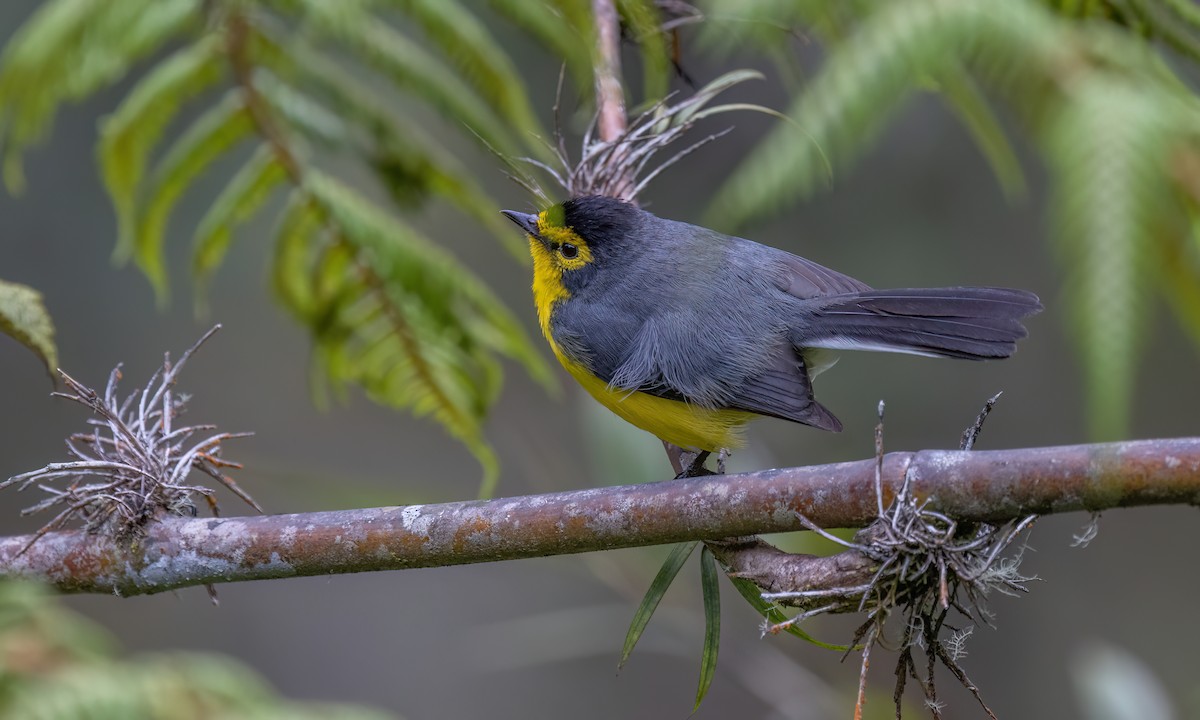 Spectacled Redstart - ML643046131