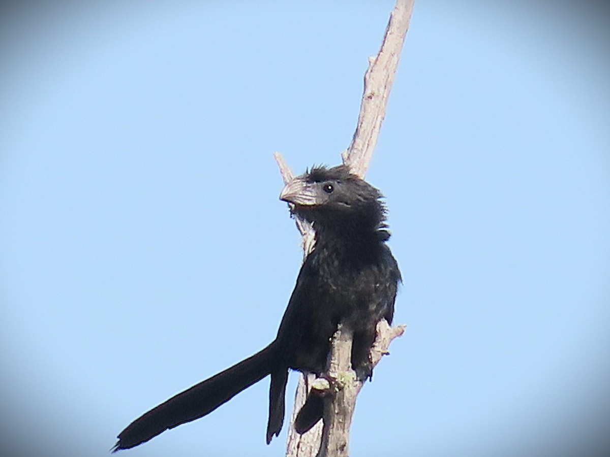 Groove-billed Ani - ML643046143