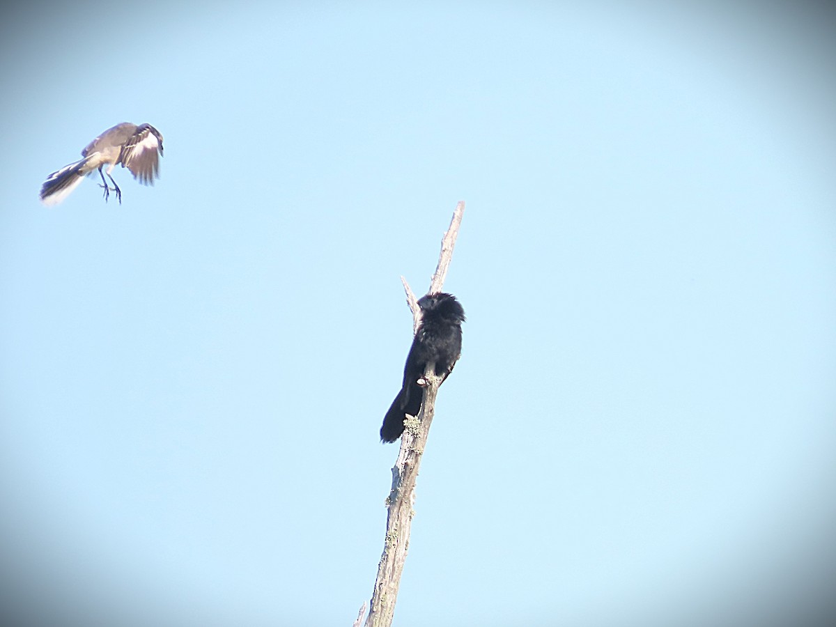 Groove-billed Ani - ML643046144