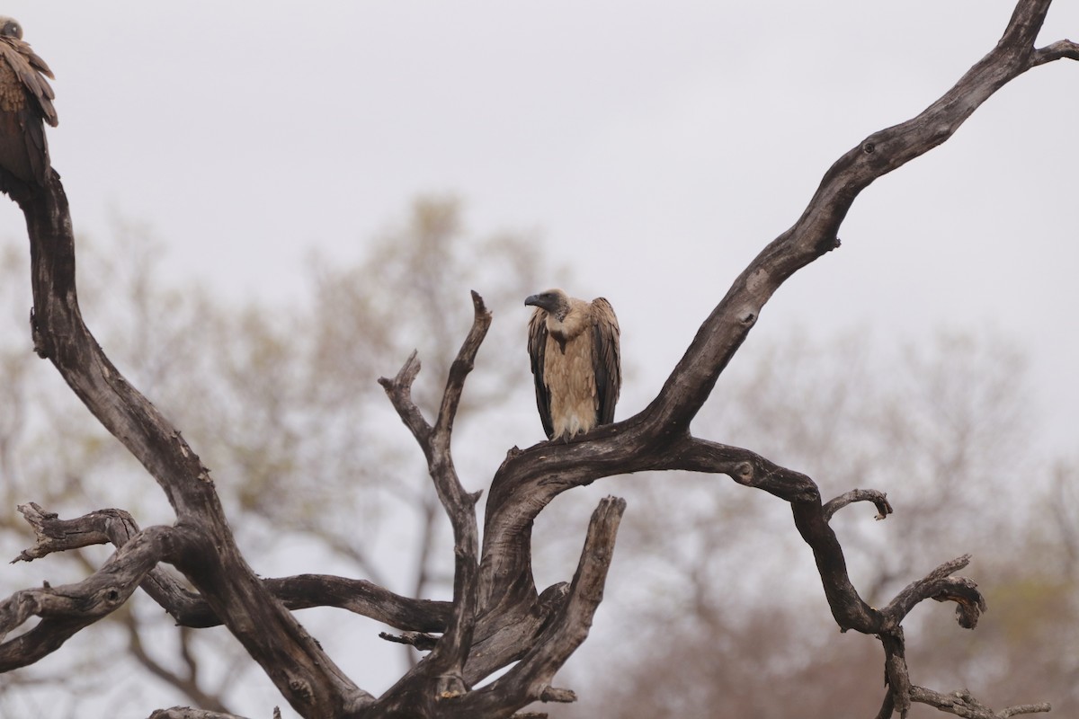 White-backed Vulture - ML643046155
