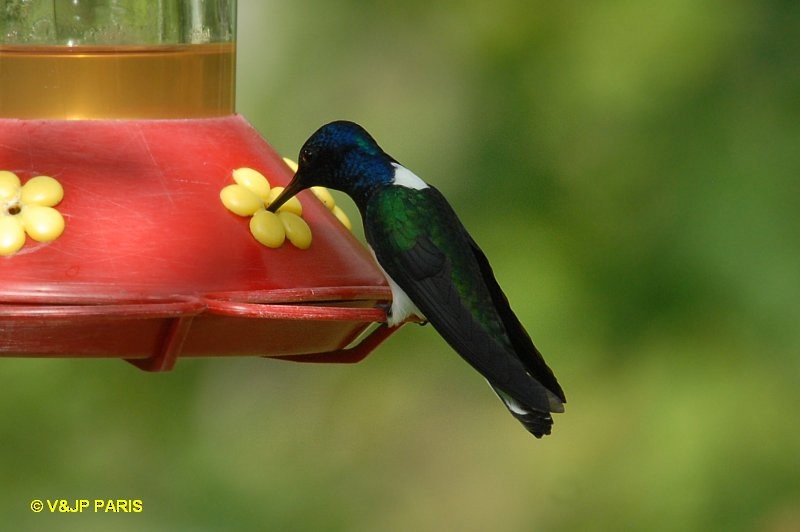 White-necked Jacobin - ML643046161