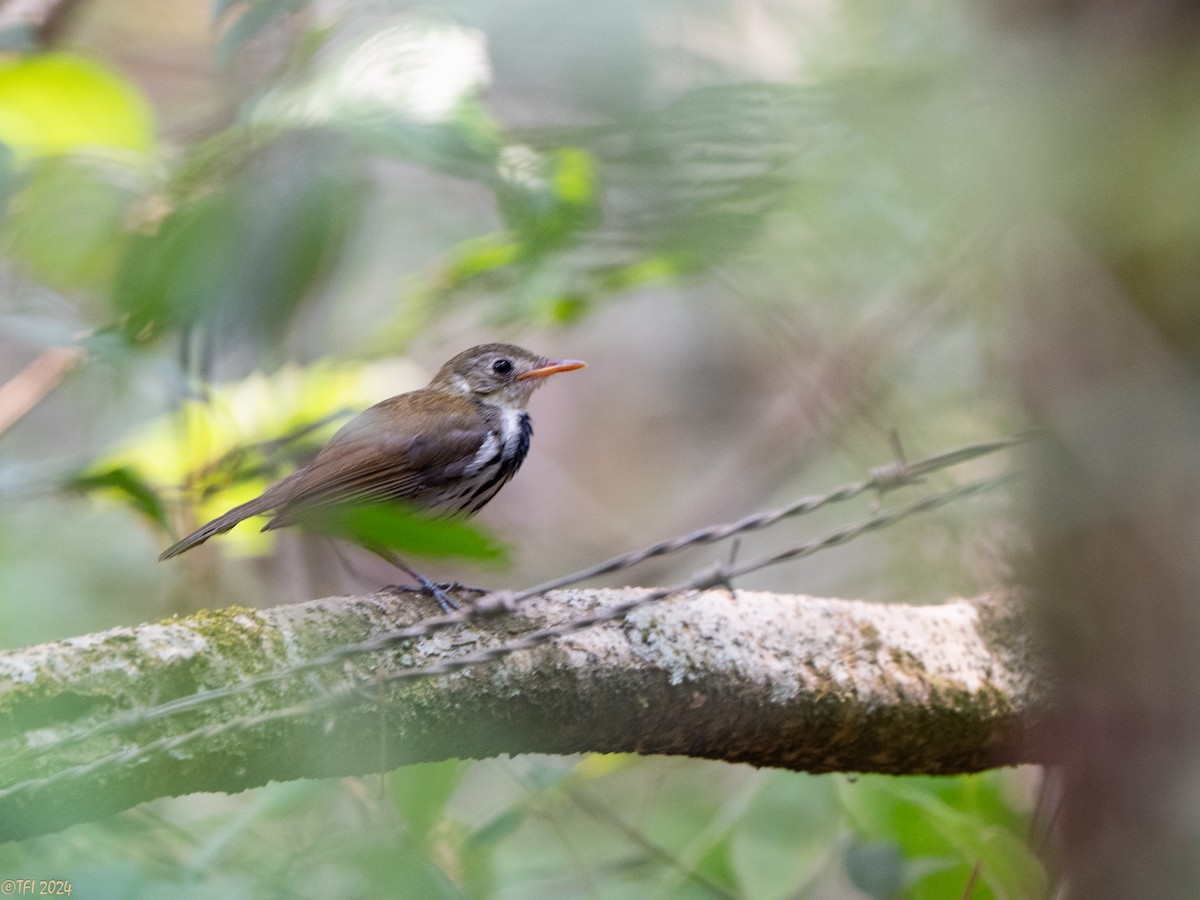 Southern Antpipit - ML643046188