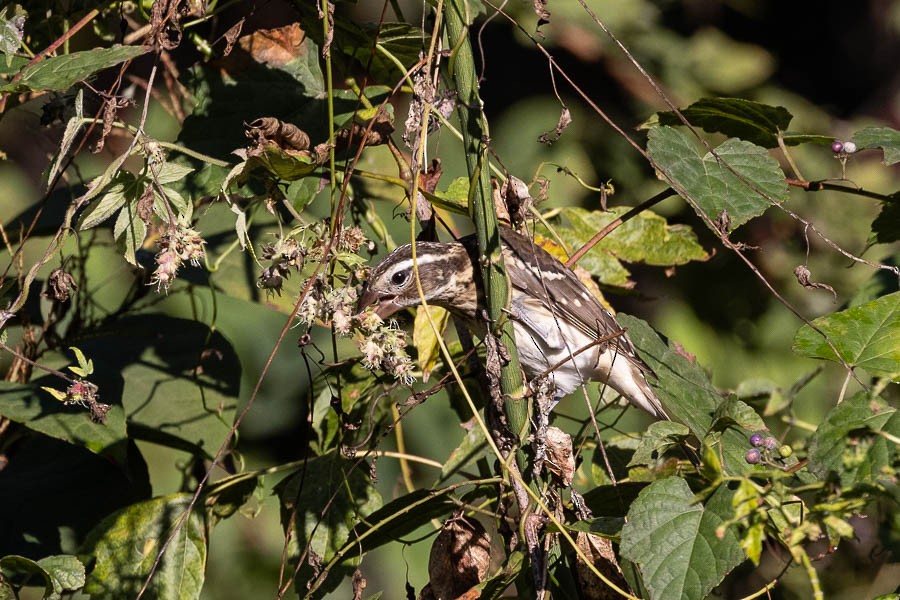 Rose-breasted Grosbeak - ML643046203