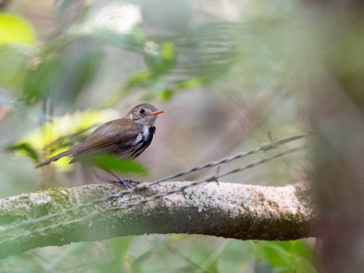 Southern Antpipit - ML643046206