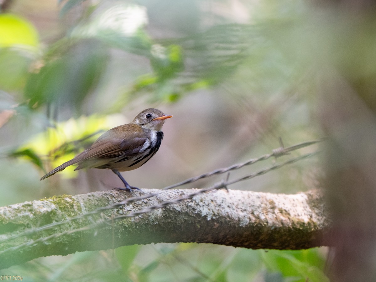 Southern Antpipit - ML643046208