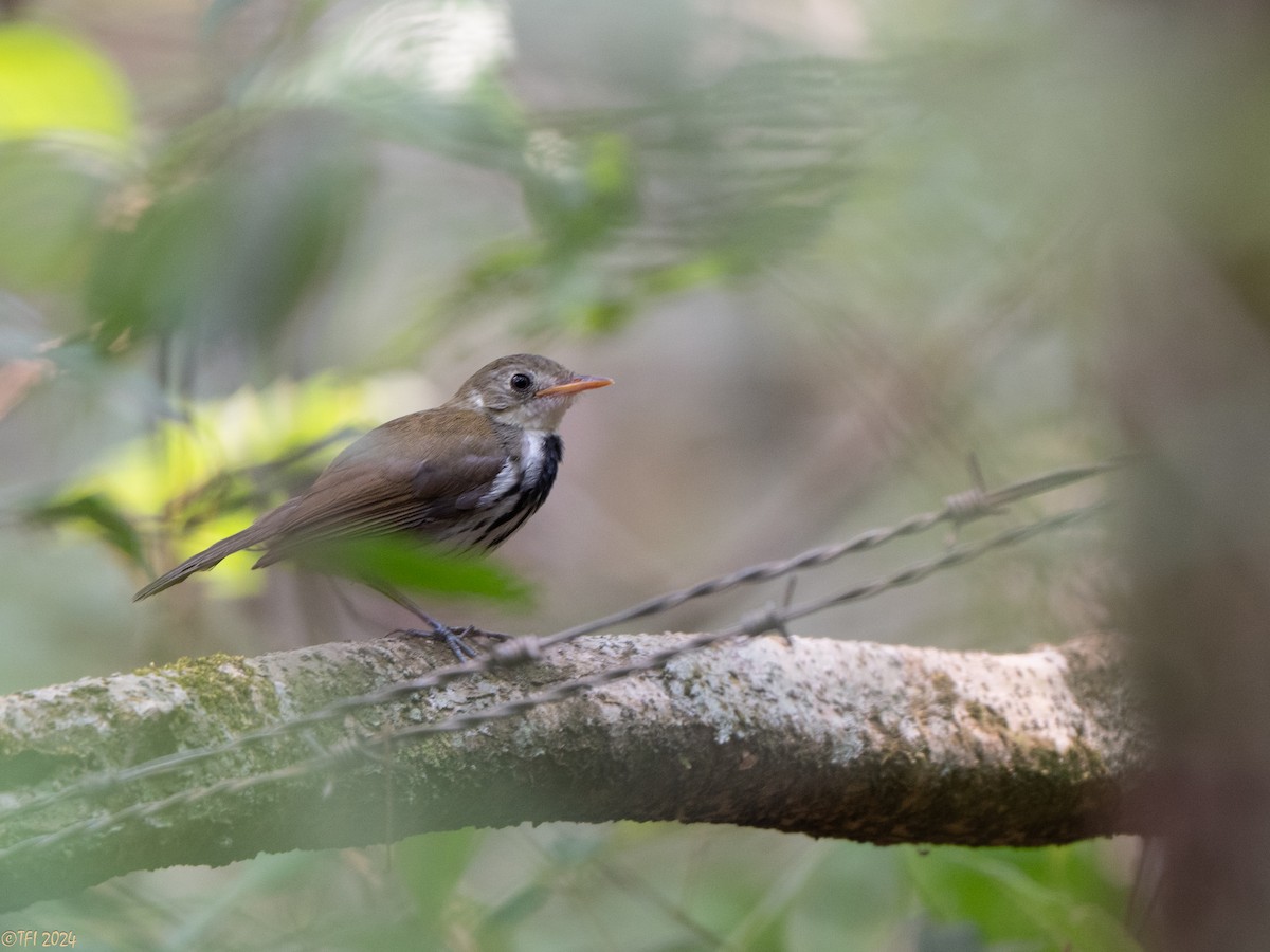 Southern Antpipit - ML643046209