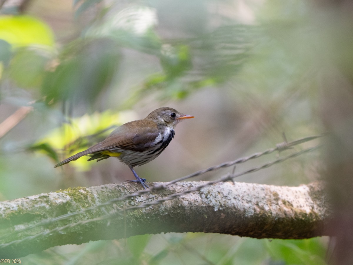 Southern Antpipit - ML643046212