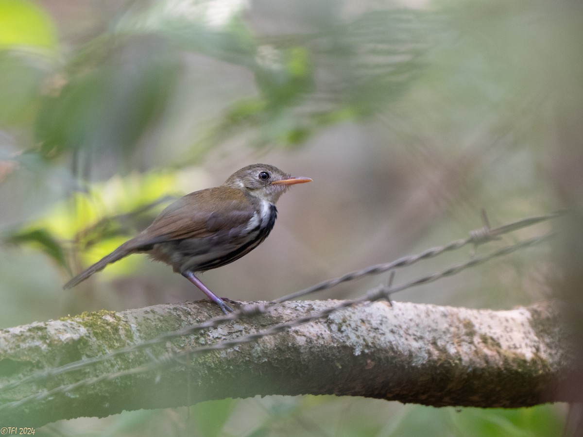 Southern Antpipit - ML643046216