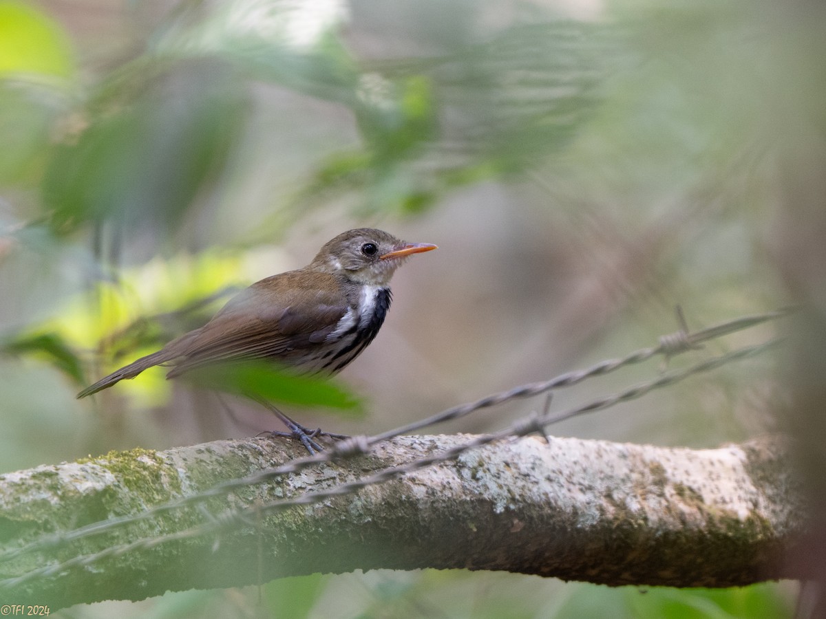 Southern Antpipit - ML643046218
