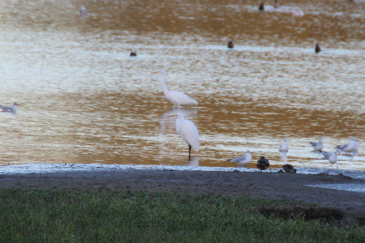 volavka bílá - ML643046219