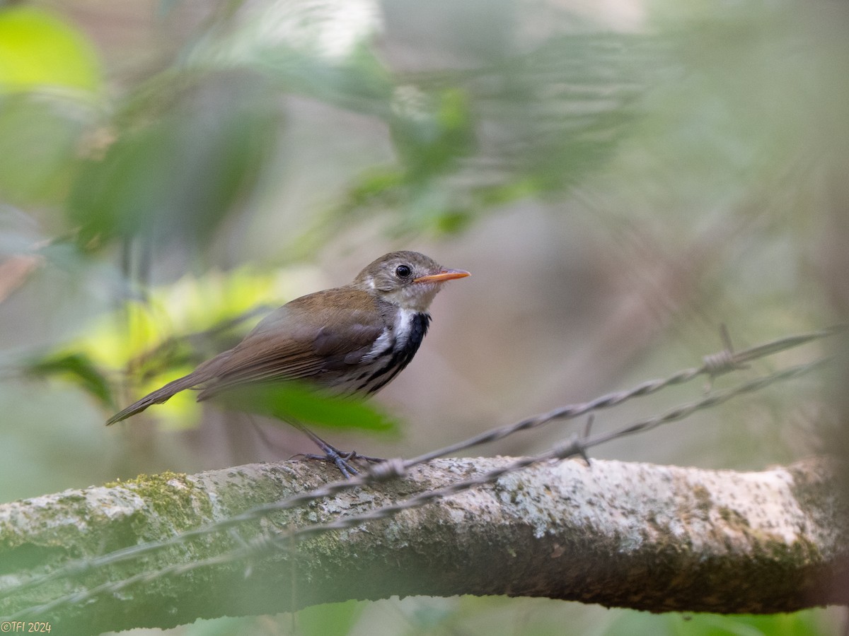 Southern Antpipit - ML643046220