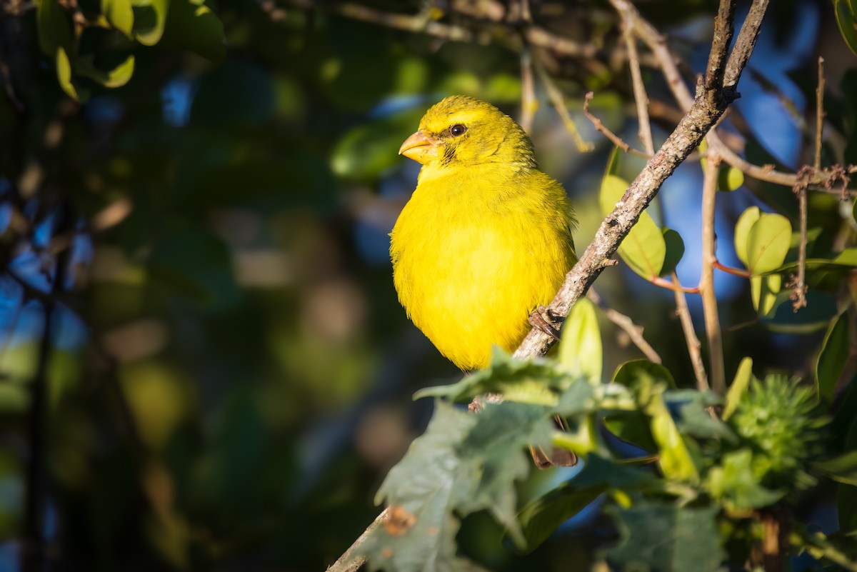 Brimstone Canary - ML643046249
