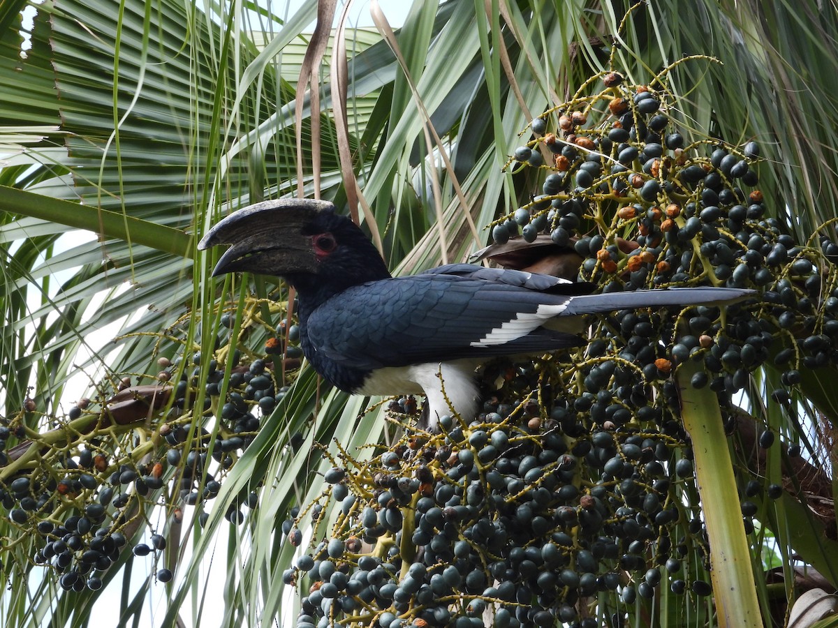 Trumpeter Hornbill - ML643046256