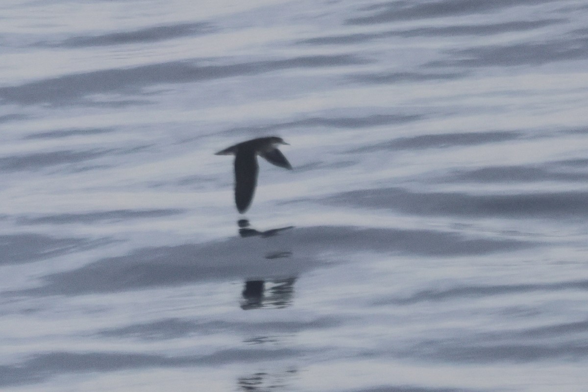 Tropical Shearwater - ML643046286