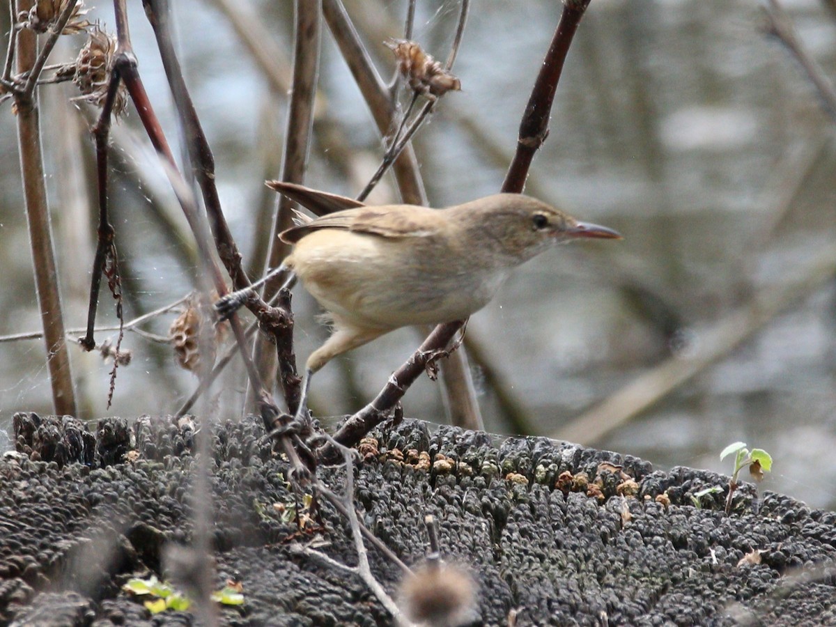 Australian Reed Warbler - ML643046302