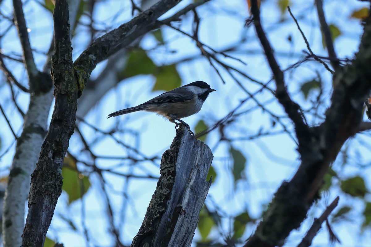 Carolina/Black-capped Chickadee - ML643046371