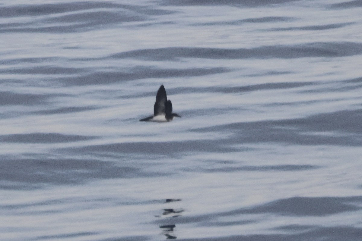Tropical Shearwater - ML643046375