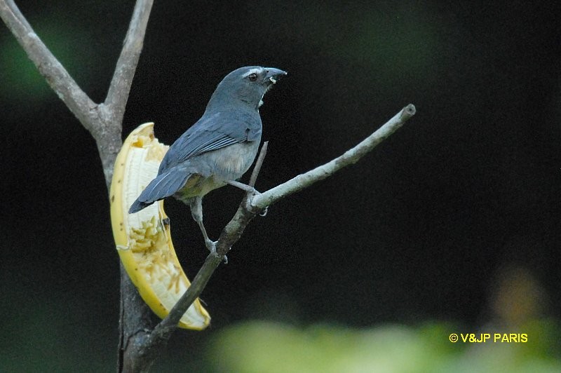 Bluish-gray Saltator - ML643046389