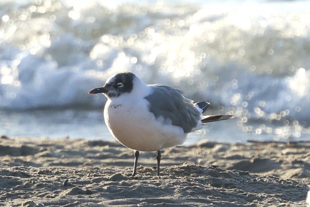 Franklin's Gull - ML643046422