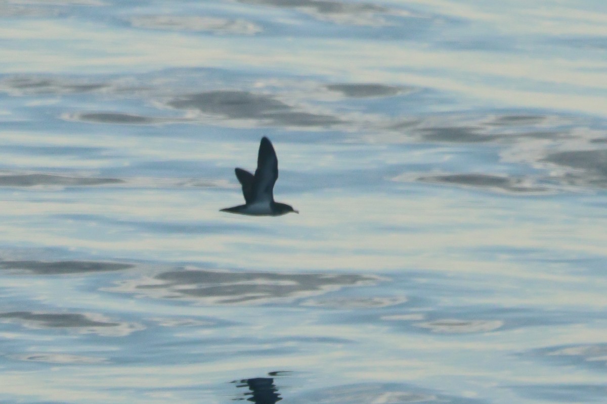 Tropical Shearwater - ML643046427