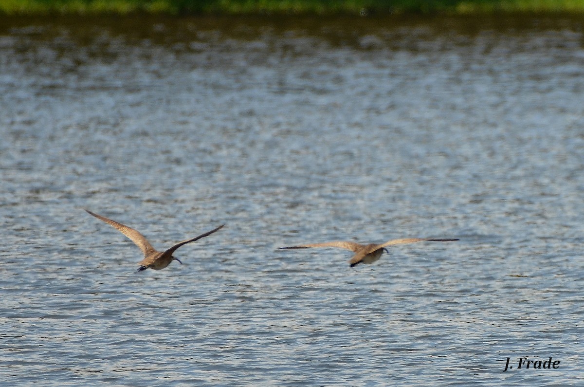 Hudsonian Whimbrel - ML643046429