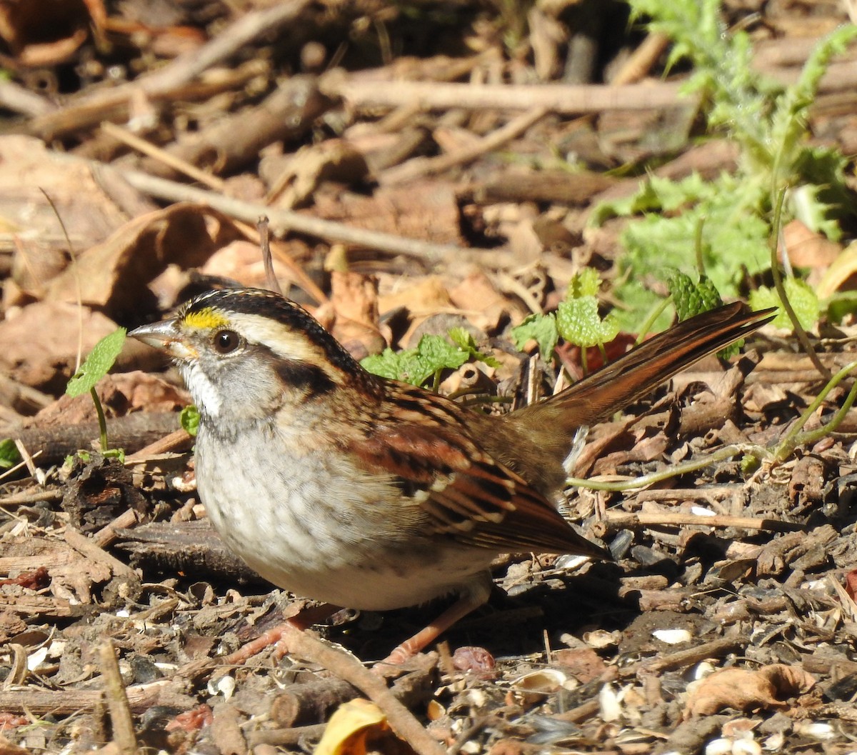 White-throated Sparrow - ML643046502